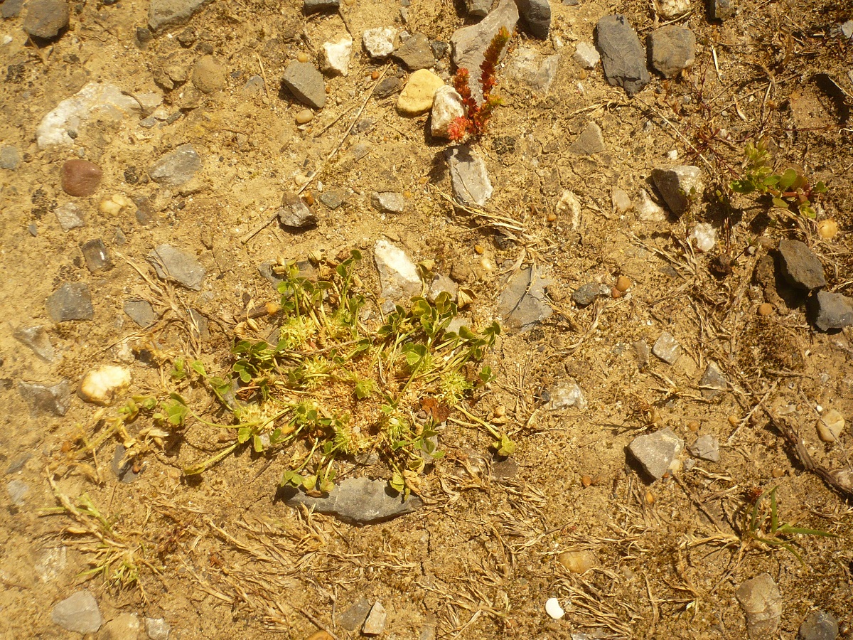 Trifolium suffocatum (Fabaceae)